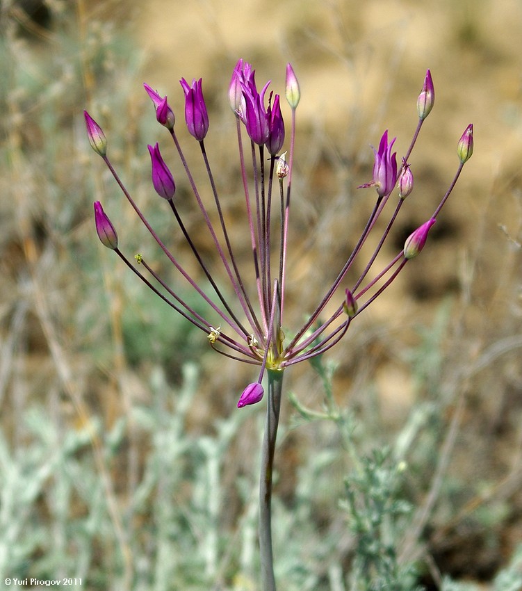 Изображение особи Allium iliense.