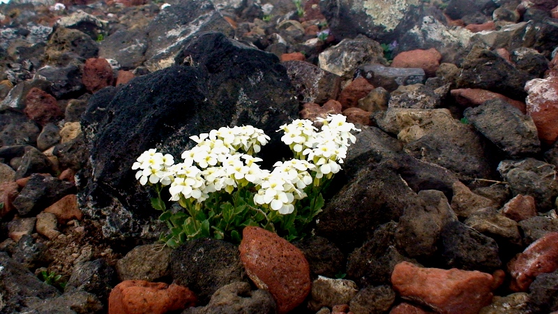 Изображение особи Arabis caucasica.