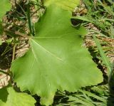 Xanthium orientale