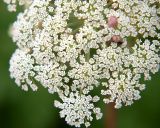 familia Apiaceae. Часть соцветия. Приморский край, Лазовский р-н, Лазовский заповедник, кордон Карпадь, каменистый берег р. Прямушки. 19.08.2009.