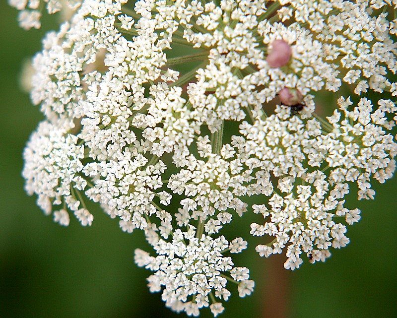 Изображение особи семейство Apiaceae.