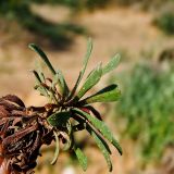 Limonium virgatum