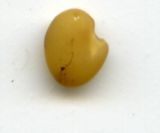 Astragalus cicer. Семя (сильно увеличено). Курская обл., г. Железногорск, ур. Опажье. 30 июля 2007 г.