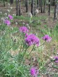 Centaurea scabiosa