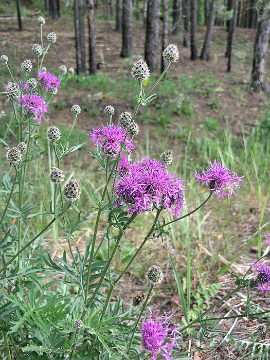 Image of Centaurea scabiosa specimen.