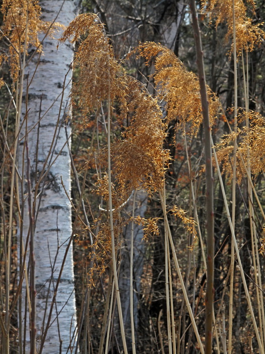 Изображение особи Phragmites australis.