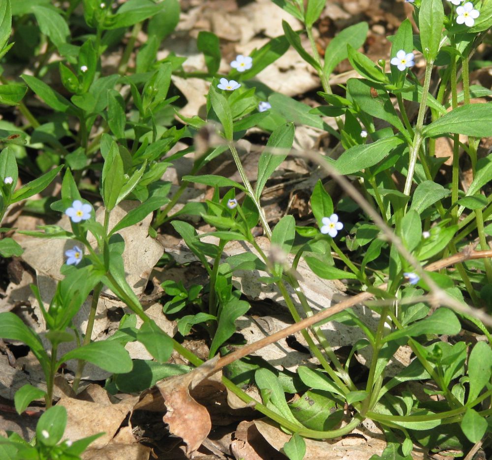 Изображение особи Omphalodes scorpioides.