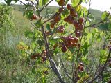 Armeniaca sibirica. Забайкальский край, окрестности села Курулга, урочище Джаргалантуй.