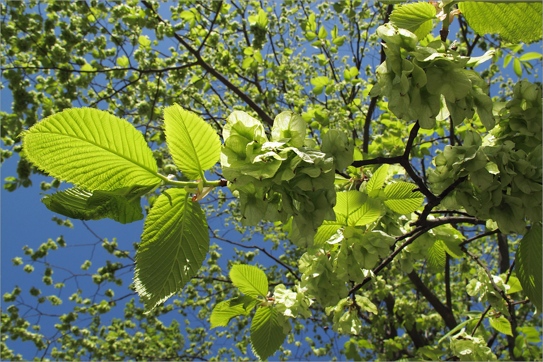 Изображение особи Ulmus glabra.