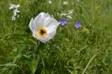 Paeonia lactiflora