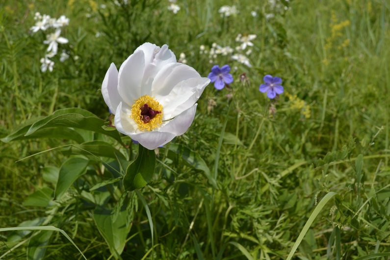 Изображение особи Paeonia lactiflora.