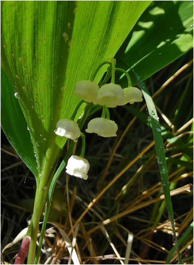 Изображение особи Convallaria keiskei.