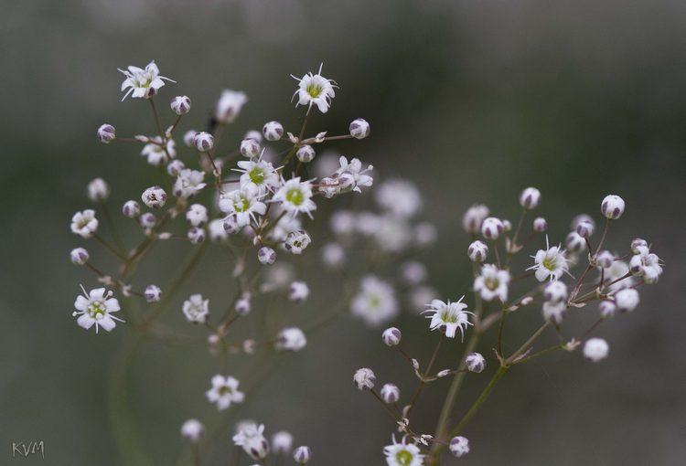 Image of Gypsophila paniculata specimen.