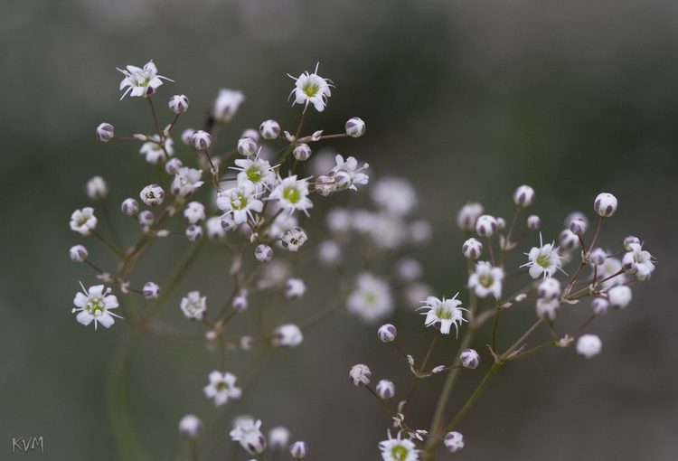 Изображение особи Gypsophila paniculata.