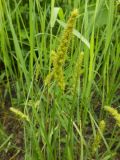 Carex leiorhyncha