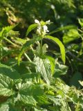 Lamium album