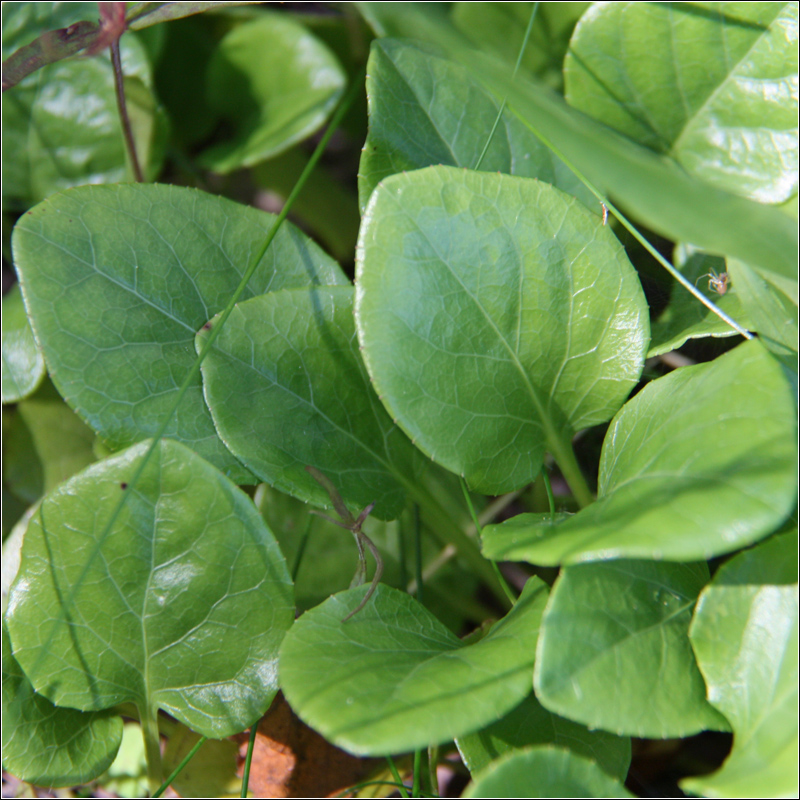 Image of Pyrola rotundifolia specimen.