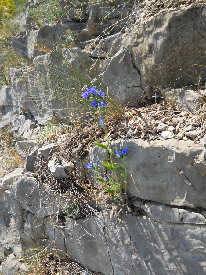 Image of Echium vulgare specimen.