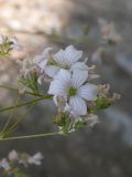 Gypsophila tenuifolia