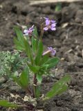 Chorispora tenella. Цветущее растение. Краснодарский край, Кущёвский р-н, станица Шкуринская, обочина полевой дороги. 17.04.2009.