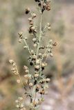 Artemisia persica