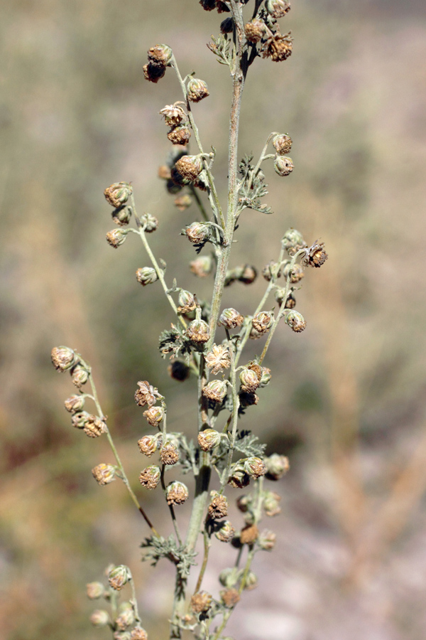 Изображение особи Artemisia persica.