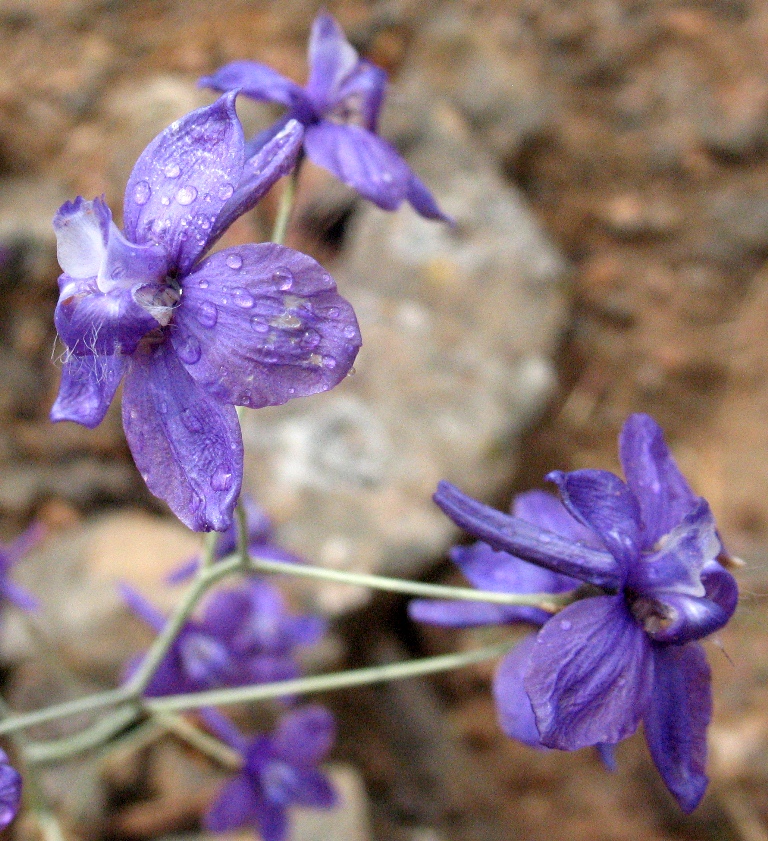 Изображение особи Delphinium longipedunculatum.