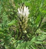 Astragalus inopinatus. Верхушка побега с соцветием. Иркутская обл., пос. Листвянка, берег оз. Байкал. 03.07.2012.