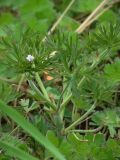 Geranium dissectum