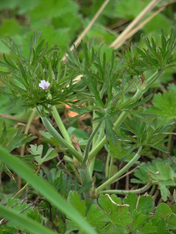 Изображение особи Geranium dissectum.