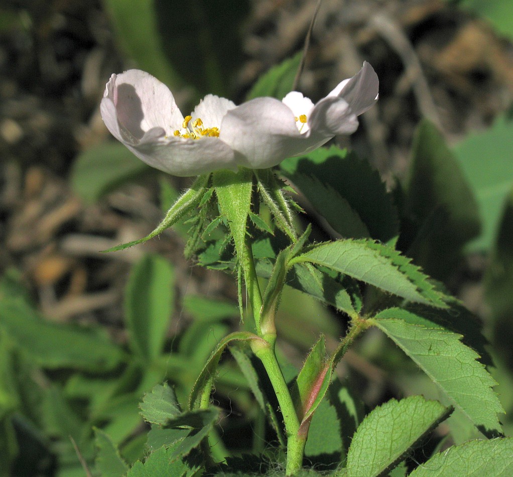 Image of genus Rosa specimen.