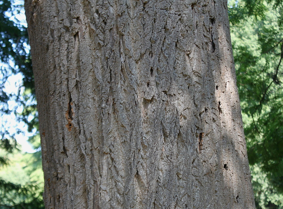 Изображение особи Liriodendron tulipifera.