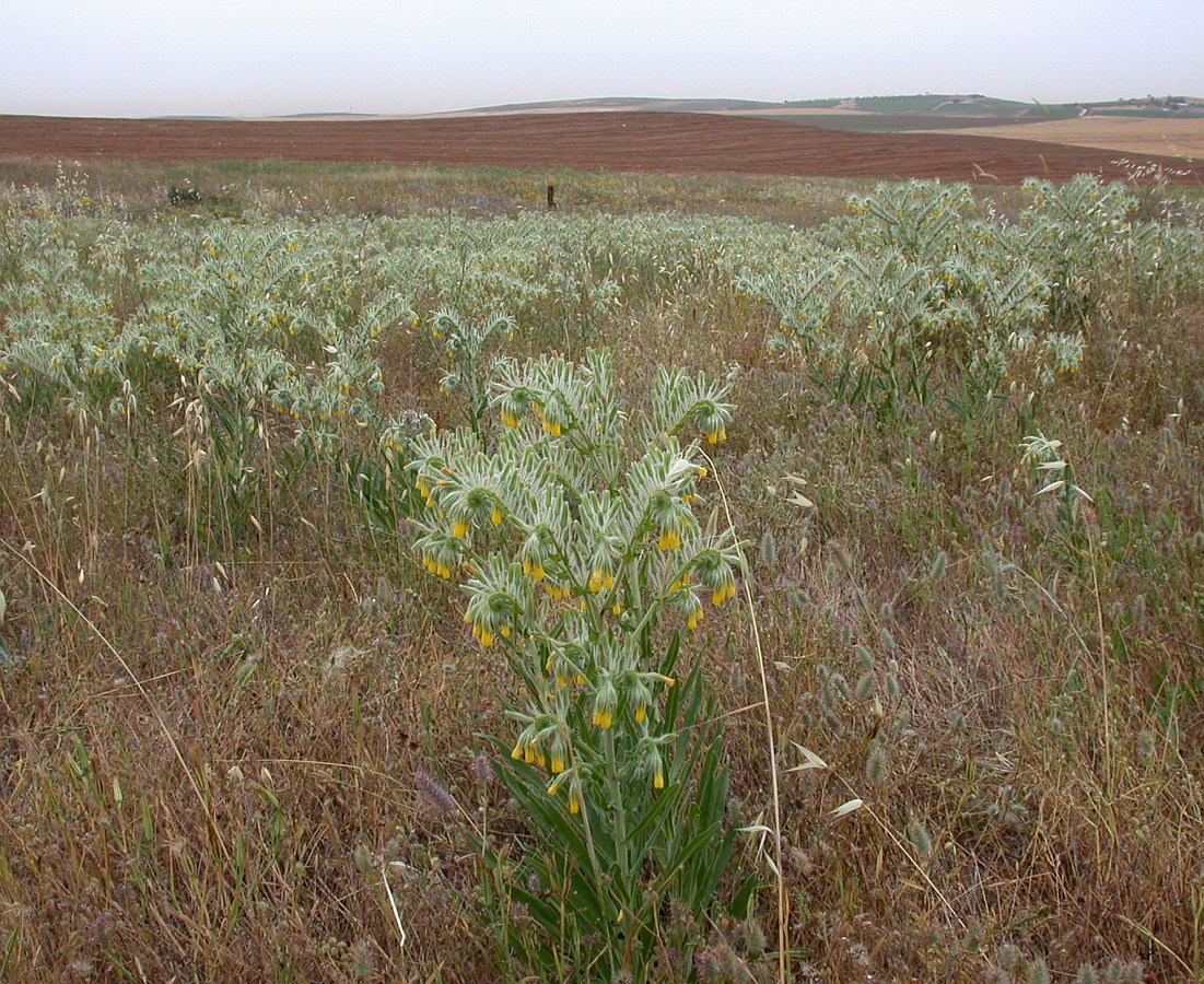 Image of Onosma gigantea specimen.