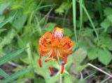 Lilium debile