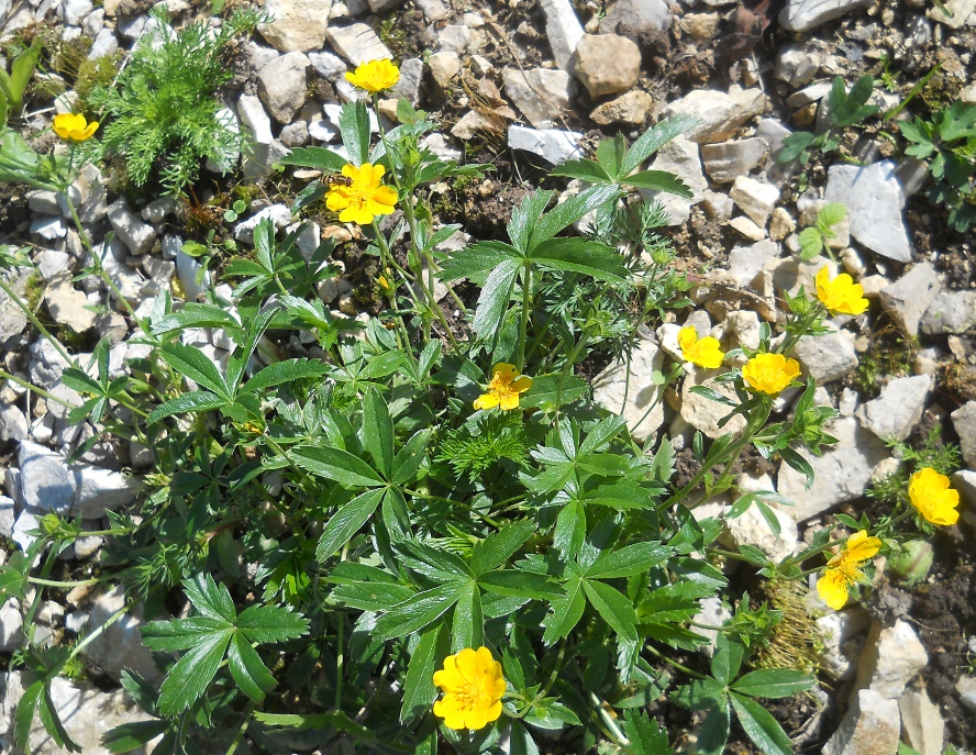 Изображение особи Potentilla aurea.