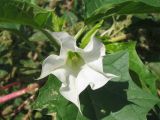 Datura stramonium