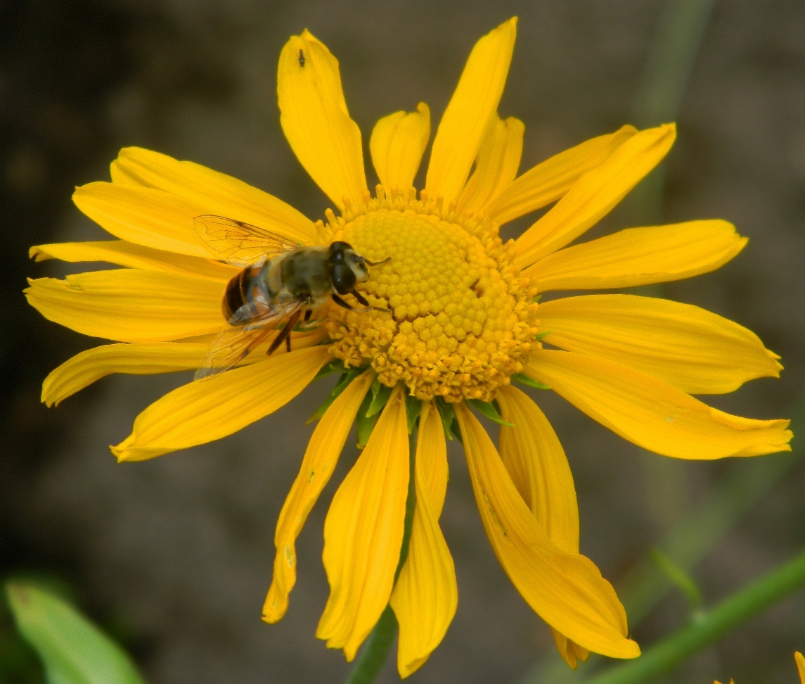 Image of genus Doronicum specimen.