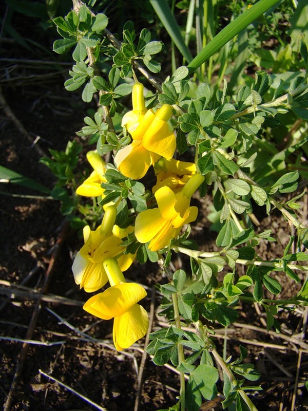 Image of Caragana frutex specimen.