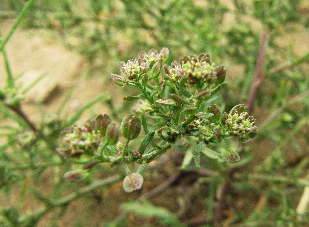 Image of Lepidium apetalum specimen.