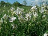 Oxytropis candicans