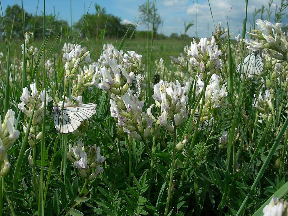 Изображение особи Oxytropis candicans.