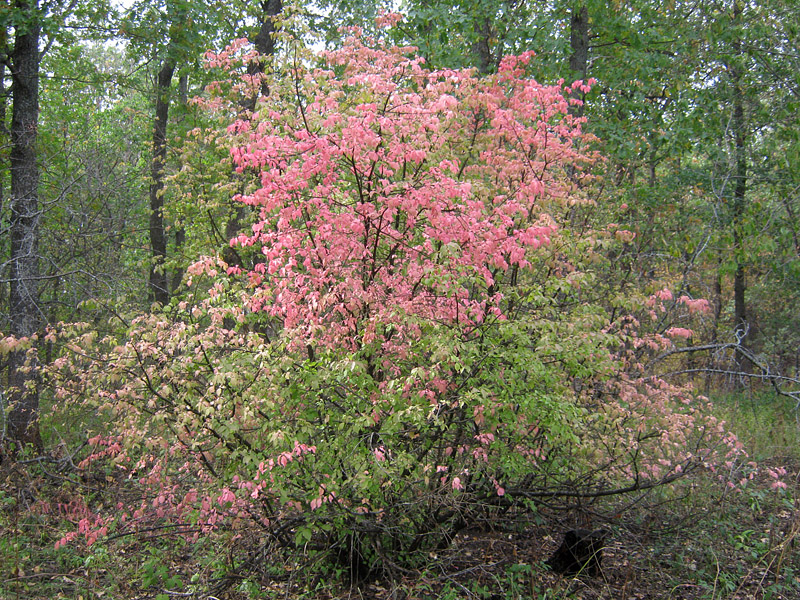 Image of Euonymus verrucosus specimen.