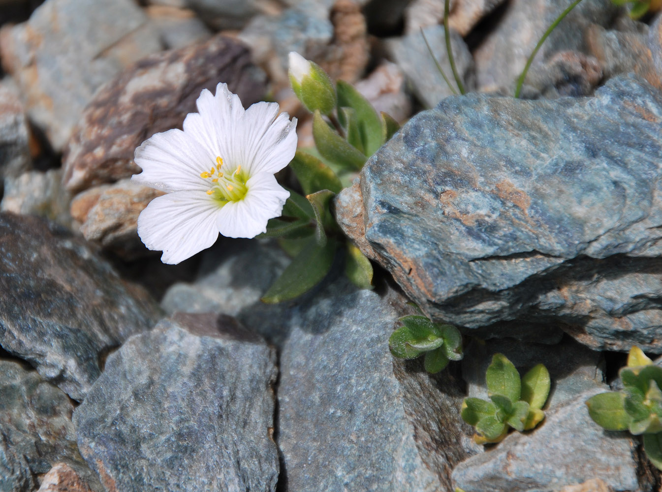 Изображение особи Cerastium lithospermifolium.