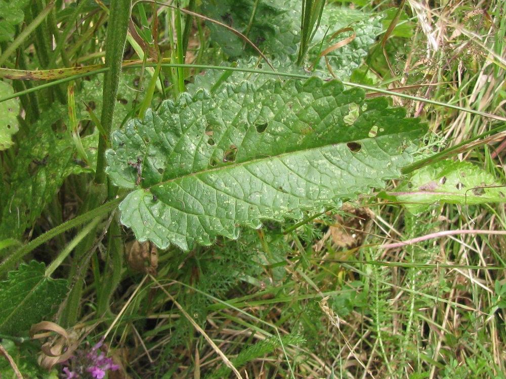 Изображение особи Betonica officinalis.