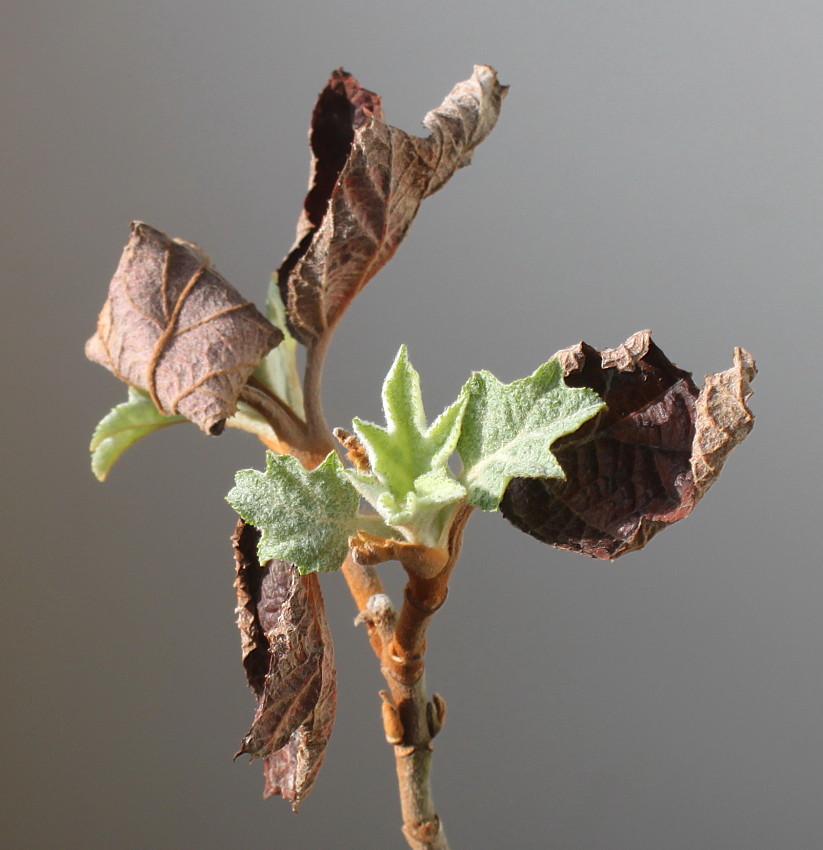 Image of Hydrangea quercifolia specimen.