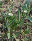 genus Valerianella