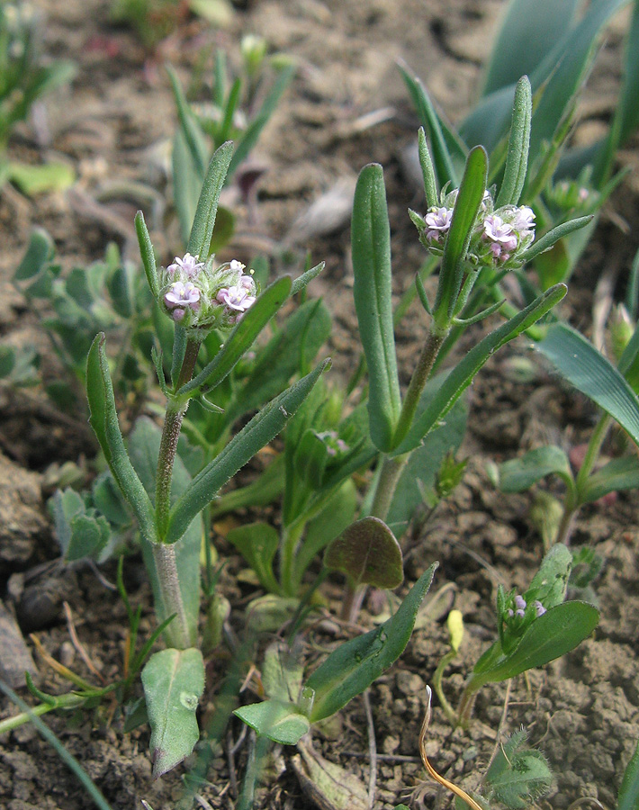 Image of genus Valerianella specimen.