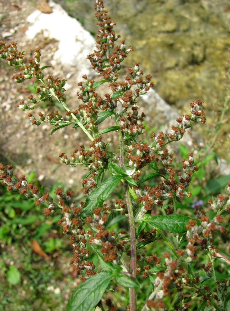Image of genus Artemisia specimen.