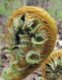 Dryopteris crassirhizoma. Разворачивающаяся вайя. Владивосток, Ботанический сад-институт ДВО РАН. 12 мая 2012 г.