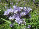 Phacelia tanacetifolia. Соцветие. Тамбовская обл., Петровский р-н, с. Малый Самовец, огород. 03.07.2012.